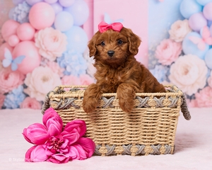 Rosalyn Carter F1B Cavapoo